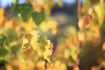 maple leaves in autumn