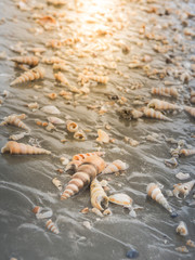 Beautiful shells on the beach with the evening sunlight. Selective focus.