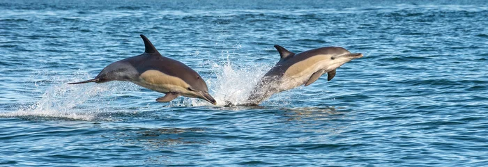 Papier Peint photo Dauphin Dauphins dans l& 39 océan. Les dauphins nagent et sautent hors de l& 39 eau. Le dauphin commun à long bec. Nom scientifique : Delphinus capensis. Fausse Baie. Afrique du Sud.