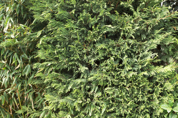 Wall decoration with green Grass