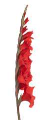 gladiolus flower isolated