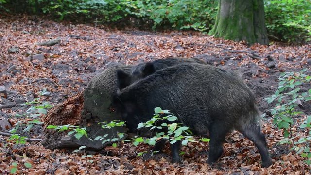 Wild boar digging in the forest floor for feed, autumn, (sus scrofa), germany