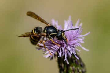 Magnified closeup of a wasp sitting on a pink thistle