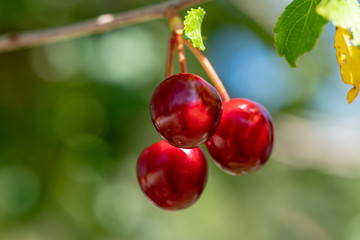 Colorful closeup of a group of cherries still hanging in the tree