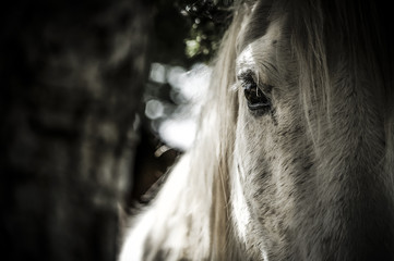Portrait d'un cheval blanc sur fond de nature