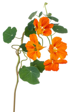 nasturtium flower isolated