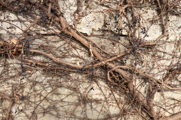 Fototapeta na wymiar Dried Branches on stone wall Background.