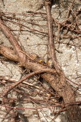 Dried Branches on stone wall Background.
