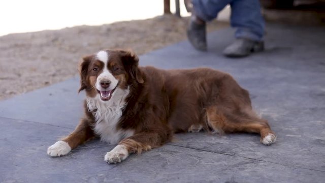 Australian Sheperd turns head to face camera