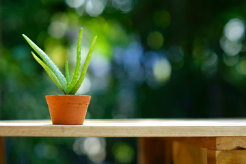 Small aloe vera potplant on wooden table in blur green garden background