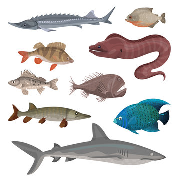Flat vector set of different predatory fishes. Marine creatures. Sea and ocean life theme