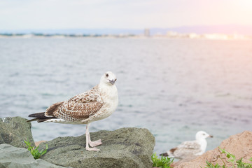Seagull sea bird