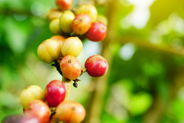 Robusta coffee berries farm.