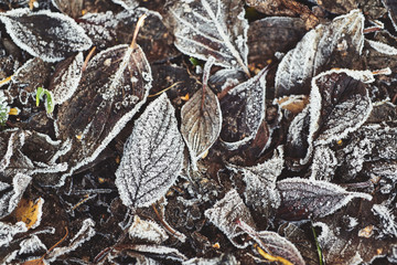 Beautiful fallen leaves covered with frost
