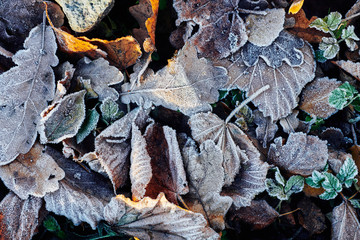 Beautiful fallen leaves covered with frost