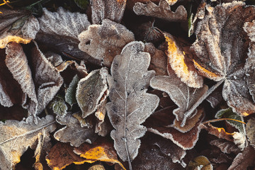 Beautiful fallen leaves covered with frost