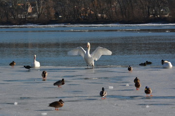 Swan with open wings standing on the ice on the bank of the river