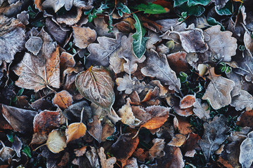Beautiful fallen leaves covered with frost