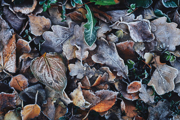 Beautiful fallen leaves covered with frost