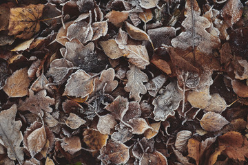 Beautiful fallen leaves covered with frost