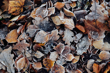 Beautiful fallen leaves covered with frost