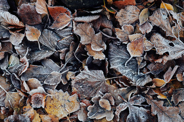 Beautiful fallen leaves covered with frost