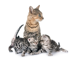 bengal family in studio