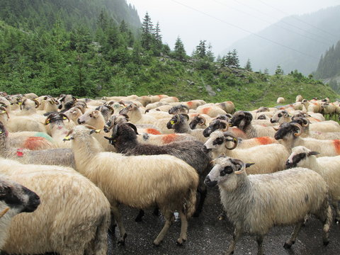 flock of sheep