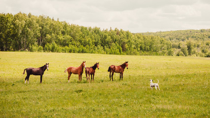 Naklejka na ściany i meble horses grazing in field