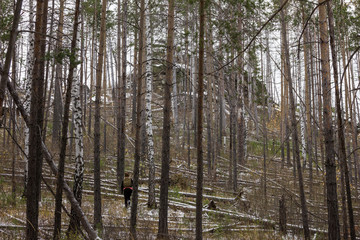 Traveling in the forest with windbreak after the storm