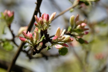 branch of a tree with flowers