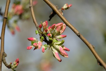 branch of a tree with flowers