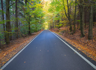 Fototapeta na wymiar Straight Stretch of a Asphalt road through colorful deciduous forest in the autumn with fallen leaves of oak and Maple Trees, deminishing perspective