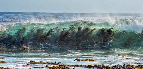 Fototapeta premium Wodorosty przez falę surfingu. Przylądek Dobrej Nadziei. Afryka Południowa.