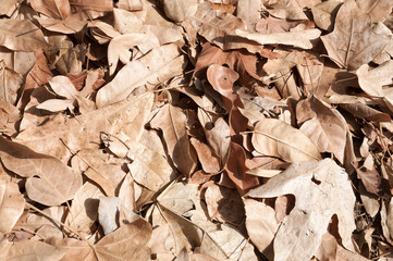 Leaves surface, dried leaf