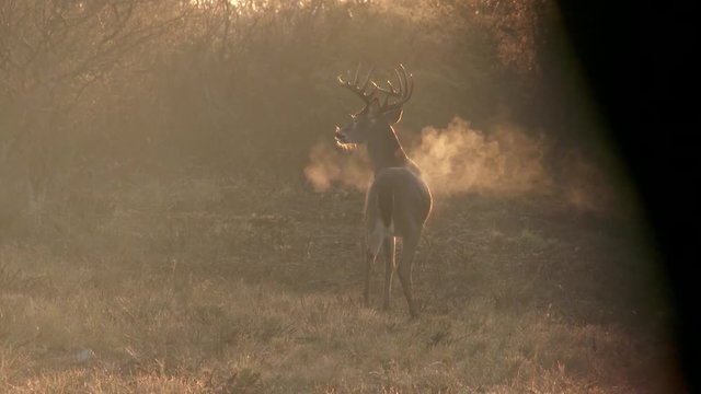 a whitetail buck in Texas USA