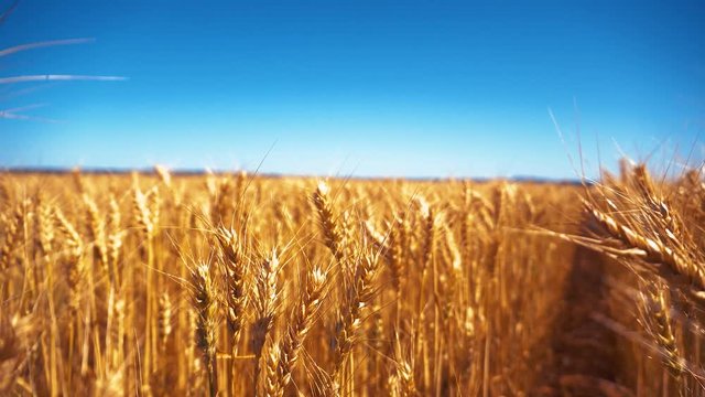 South Australian Wheat swaying in the breeze