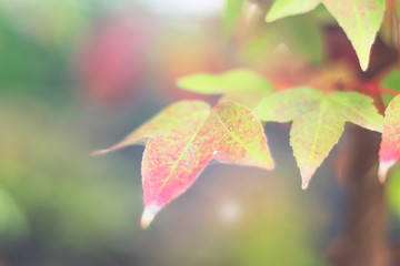 Season concept: Red maple leaves in autumn season with blue sky blurred background