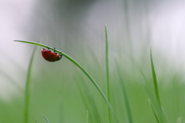 ladybug on grass