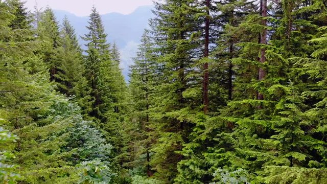 Aerial, drone shot, through green forest, between pine trees, on a cloudy day, in Golden ears provencial park, in British Columbia, Canada