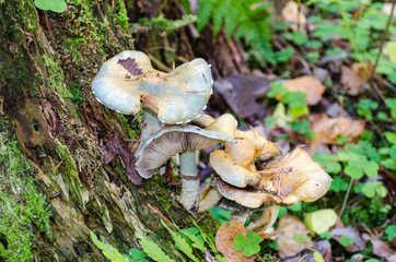 Toadstool mushrooms grow on a tree