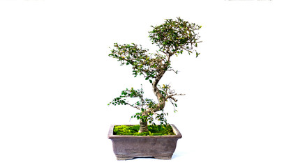 Bonsai tree in white background tank