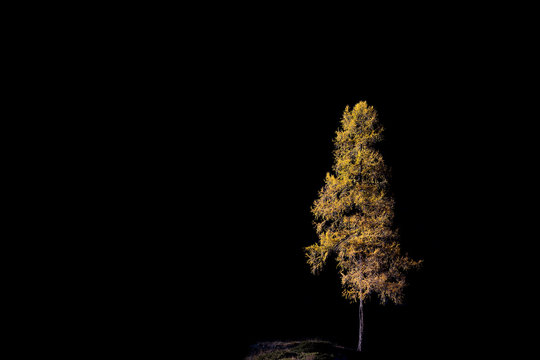 Il larice isolato all'imbrunire, Val Masino, Italia