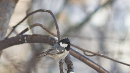Coal tit, Periparus ater, close-up portrait on branch with bokeh background, selective focus, shallow DOF