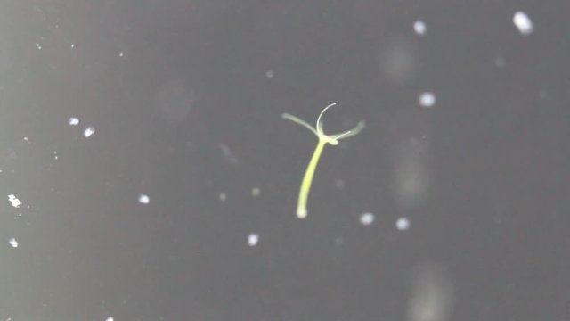 noch winziger S&uuml;&szlig;wasserpolyp, Gr&uuml;ne Hydra, Hydra viridus 