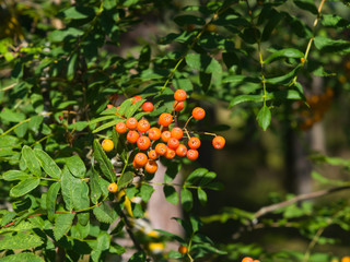 Mountain ash or Rowan, Sorbus tree with riping berries, close-up, selective focus, shallow DOF