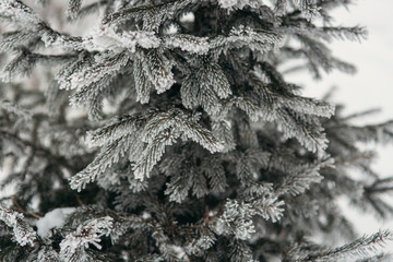 Snow Covered Pine Tree Branches Close Up