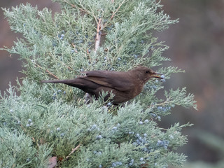 Thrush on the branch. Blackbird on the tree.