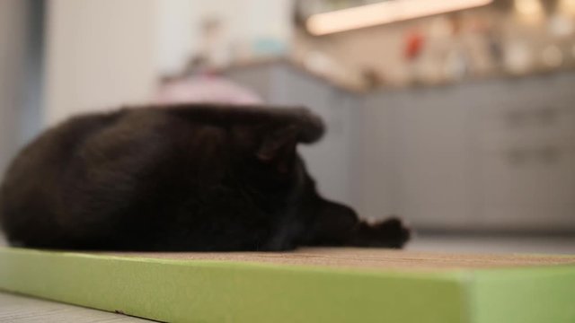Big black cat enjoys his new scratch board. Cat and catnip in claw grinding toy
