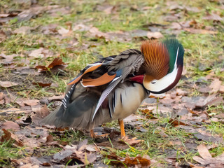 Mandarin duck by the lake.
